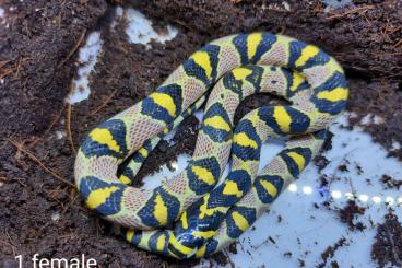 Schlangen kaufen und verkaufen Foto: Euprepiophis mandarinus vietnam het axantic 1.2 CB 2022