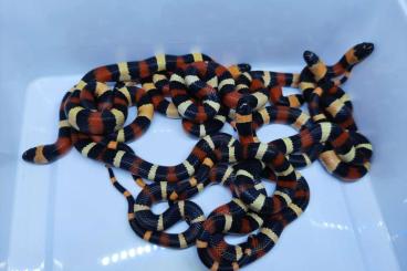 Nattern ungiftige  kaufen und verkaufen Foto: Lampropeltis campbelli 0.0.8 Hamm 10.09