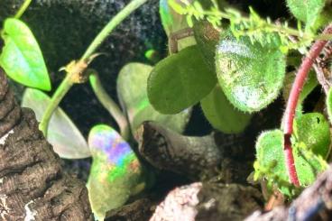 Skinke kaufen und verkaufen Foto: Potamites , water skinks hamm Skinke kaufen und verkaufen Foto: Potamites , water skinks hamm