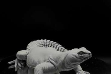 Turtles kaufen und verkaufen Photo: Herping.es for Hamm or worldwide Turtles kaufen und verkaufen Photo: Herping.es for Hamm or worldwide