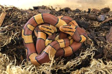 Snakes kaufen und verkaufen Photo: Porphyracea laticinctus, Elaphe bimaculata