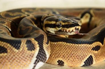 Ball Pythons kaufen und verkaufen Photo: Zuchtauflösung Python regius