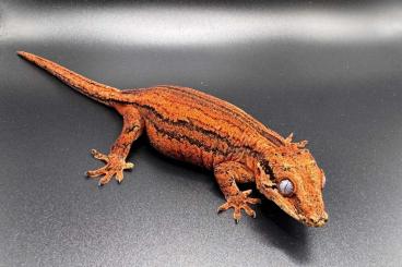 Geckos kaufen und verkaufen Foto: Auriculatus female high quality 