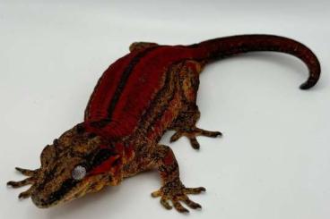 Geckos kaufen und verkaufen Foto: Rhacodactylus auriculatus red High quality 