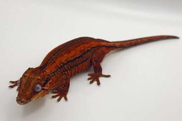Geckos kaufen und verkaufen Photo: Rhacodactylus auriculatus red and orange
