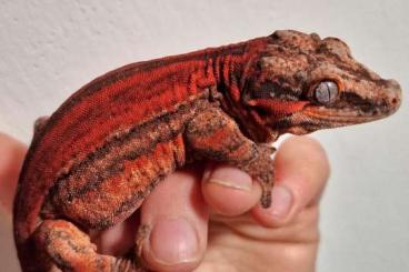 Lizards kaufen und verkaufen Photo: Rhacodactylus auriculatus red High quality and ciliatus