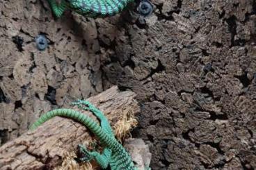 Monitor lizards kaufen und verkaufen Photo: Varanus prasinus cb12/2023