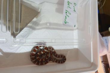 Nattern ungiftige kaufen und verkaufen Foto: Kornnatterpärchen NZ'2022 Nattern ungiftige kaufen und verkaufen Foto: Kornnatterpärchen NZ'2022