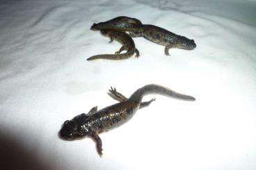 newts and salamanders kaufen und verkaufen Photo: Pleurodeles nebulosus aus eigener Nachzucht