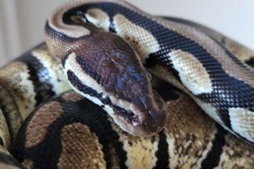 Ball Pythons kaufen und verkaufen Photo: Axanthic pos. het DesertGhost Male