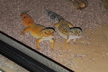 Geckos kaufen und verkaufen Photo: 3 Leopardengecko Weibchen zu verkaufen 