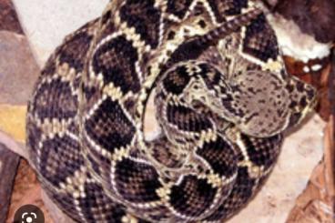 Schlangen kaufen und verkaufen Foto: Crotalus adamantenus  für Houten