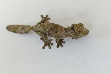 Geckos kaufen und verkaufen Foto: Uroplatus sikorae 1.0.3 (Hamm)