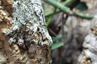 Geckos kaufen und verkaufen Photo: Uroplatus sikorae 1.0 (Hamm) Geckos kaufen und verkaufen Photo: Uroplatus sikorae 1.0 (Hamm)