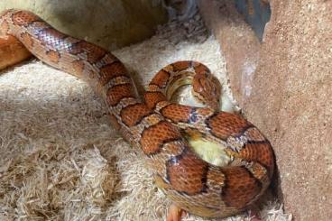 Snakes kaufen und verkaufen Photo: 2 Kornnattern zu verschenken 