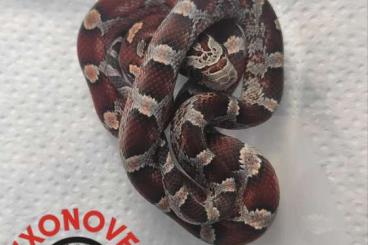 Schlangen kaufen und verkaufen Foto: Baby 2022! Pantherophis guttatus bloodred e bloodred pied 