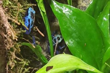 Poison dart frogs kaufen und verkaufen Photo: Dendrobates azureus tinctorius 0.0.2