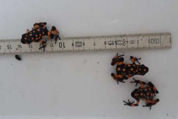 frogs kaufen und verkaufen Photo: 0.0.5 Oophaga histrionica bahia solano.