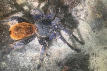 Vogelspinnen kaufen und verkaufen Photo: Verschiedene Vogelspinnen Abgabe Vogelspinnen kaufen und verkaufen Photo: Verschiedene Vogelspinnen Abgabe