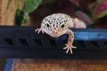 Lizards kaufen und verkaufen Photo: 3 Leopardgeckos mit Terrarien 