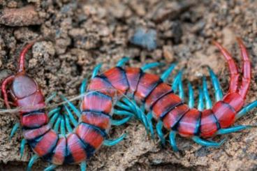 andere Wirbellose kaufen und verkaufen Foto: Searcing for Scolopendra sp.