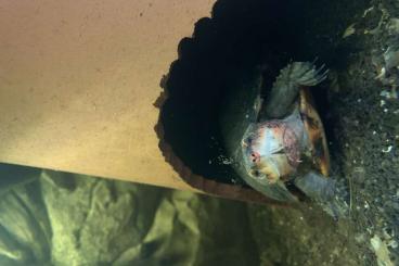 Schildkröten  kaufen und verkaufen Foto: Rotwangen-Klappschildkröte