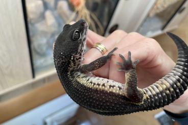Geckos kaufen und verkaufen Photo: 1.0 Black Night und 1.0 Afghan Tangerine Leopardgecko