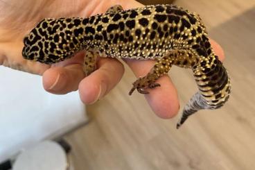 Geckos kaufen und verkaufen Foto: 0.1 MS Black Night Leopardgecko 