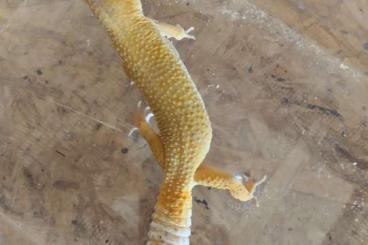 Geckos kaufen und verkaufen Foto: Schönes Leopardgecko Männchen