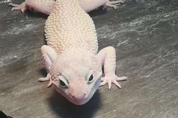 Geckos kaufen und verkaufen Foto: 2 Leopardgeckos inkl. Terrarium