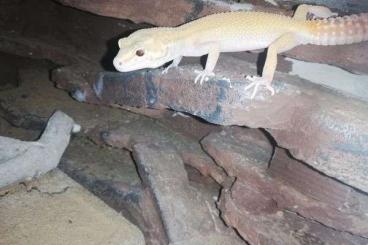 Geckos kaufen und verkaufen Foto: Leopardgecko Weibchen (Raptor)