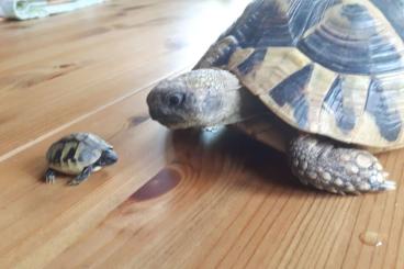 Landschildkröten kaufen und verkaufen Foto: griechische Landschildkröten