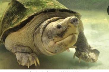 Schildkröten  kaufen und verkaufen Foto: Staurotypus tripocatus 1.1 Adult 650€