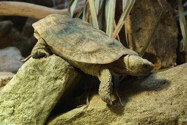Landschildkröten kaufen und verkaufen Foto: 1.3 Spaltenschildkröte Malacochersus tornieri 3400€