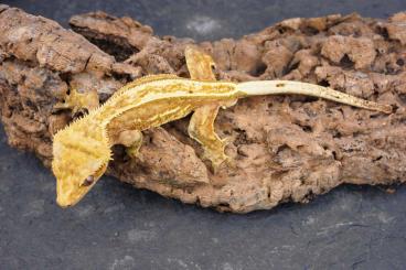 Geckos kaufen und verkaufen Foto: 1.0 Correlophus ciliatus - Proven 