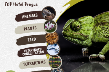 Exotic mammals kaufen und verkaufen Photo: ZIVA EXOTIKA ins Top Hotel Prag / Tschechische Republik 23.3.
