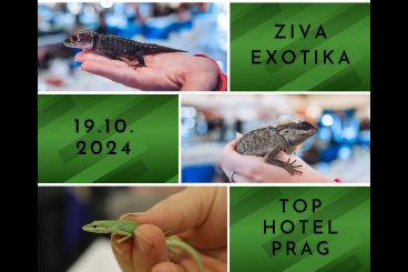 Exotic mammals kaufen und verkaufen Photo: ZIVA EXOTIKA ins Top Hotel Prag / Tschechische Republik 19.10. Exotic mammals kaufen und verkaufen Photo: ZIVA EXOTIKA ins Top Hotel Prag / Tschechische Republik 19.10.