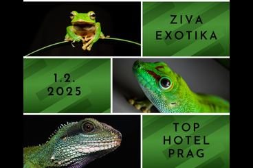Exotic mammals kaufen und verkaufen Photo: ZIVA EXOTIKA ins Top Hotel Prag / Tschechische Republik 1.2. Exotic mammals kaufen und verkaufen Photo: ZIVA EXOTIKA ins Top Hotel Prag / Tschechische Republik 1.2.