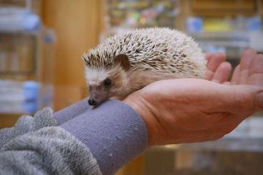 Exotic mammals kaufen und verkaufen Photo: ZIVA EXOTIKA ins Top Hotel Prag / Tschechische Republik