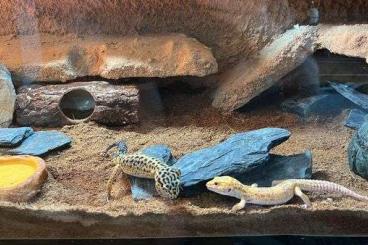 Lizards kaufen und verkaufen Photo: Leopardgeckos aus Privatzucht 