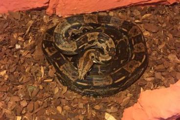 Boas kaufen und verkaufen Foto: Boa constrictor imperator "Honduras"