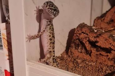 Geckos kaufen und verkaufen Foto: Ein männlichen Leopadengecko