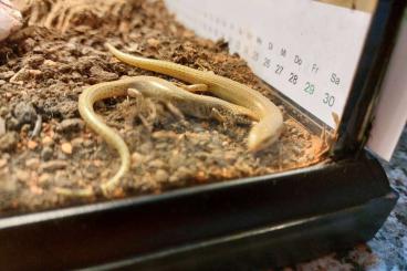 Skinks kaufen und verkaufen Photo: 0.0.2 Chalcides ocellatus Skinks kaufen und verkaufen Photo: 0.0.2 Chalcides ocellatus
