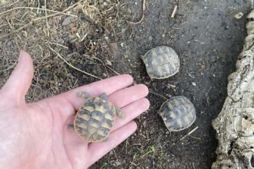 Landschildkröten kaufen und verkaufen Foto: Gruppe Landschildkröten Boettgeri