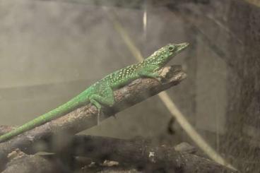 Echsen  kaufen und verkaufen Foto: 1.0 Martinique Anolis (Anolis roquet summus) 