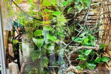 Terrarien kaufen und verkaufen Foto: Terrarium Unikat 70 x 110 x 180 (T-B-H) aus Aluminium anschauen lohnt! Terrarien kaufen und verkaufen Foto: Terrarium Unikat 70 x 110 x 180 (T-B-H) aus Aluminium anschauen lohnt!