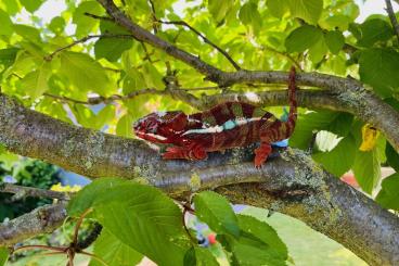 Chamäleons kaufen und verkaufen Foto: Pantherchamäleon ambilobe red bar abzugeben, sehr Handzahm Chamäleons kaufen und verkaufen Foto: Pantherchamäleon ambilobe red bar abzugeben, sehr Handzahm