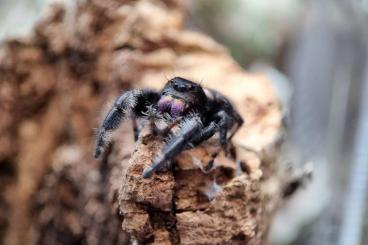 Spiders and Scorpions kaufen und verkaufen Photo: SUCHE Springspinnen Phidippus Regius, Bidentatus, Otiosus