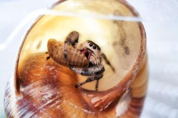 Spinnen und Skorpione kaufen und verkaufen Foto: Phidippus Regius White Bahamas 