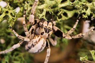 Spiders and Scorpions kaufen und verkaufen Photo: SUCHE 0.1 Stegodyphus Lineatus adult 